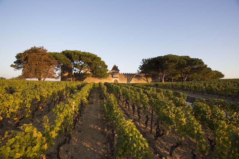 Vue sur les vignes et chateau d'Yquem