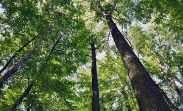 Forêt