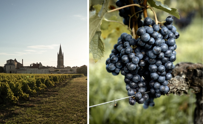 Saint-Emilion et Merlot
