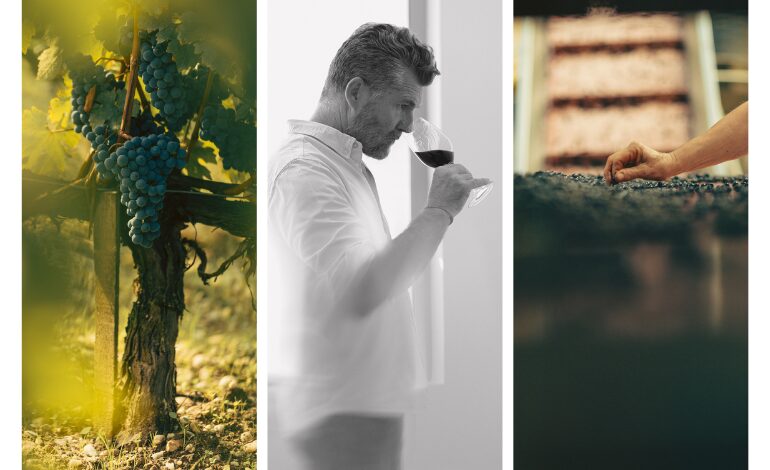 Vendanges Millésime 2025 - Château Rauzan-Ségla