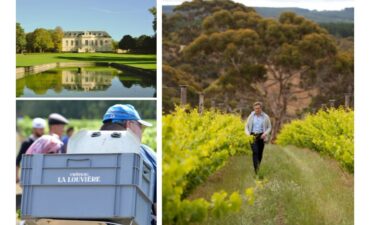Vendanges Millésime 2025 - Château La Louvière