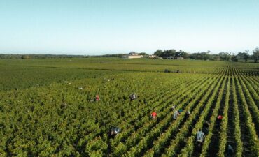 Château Haut-Bailly - Vendanges Millésime 2025