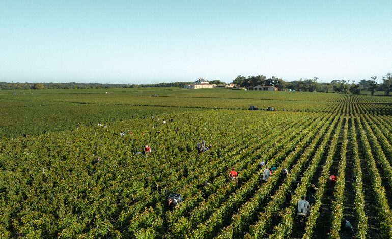Château Haut-Bailly - Vendanges Millésime 2025