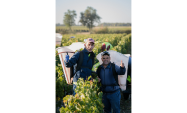 Château Branaire Ducru - Vendanges Millésime 2025