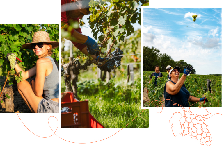 Vendanges 2026
