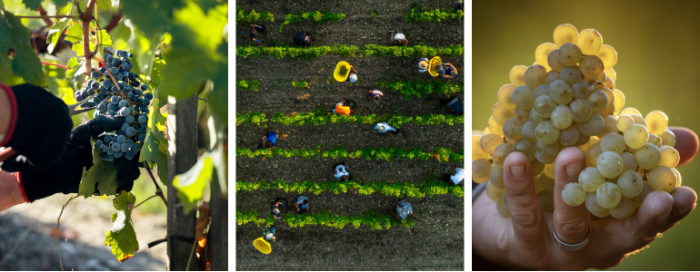 Vendanges Millésime 2026